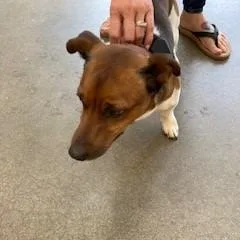 An adult medium-sized male Jack Russell Terrier dog named YORKStray for adoption in York, PA