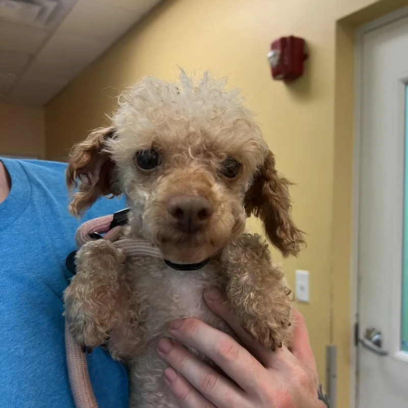 An adult small-sized male Apricot / Beige Miniature Poodle dog named Zach for adoption in Naples, FL