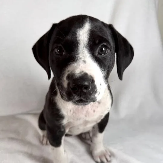 A baby medium-sized female Black Terrier dog named Phoebe for adoption in Johnson City, TN