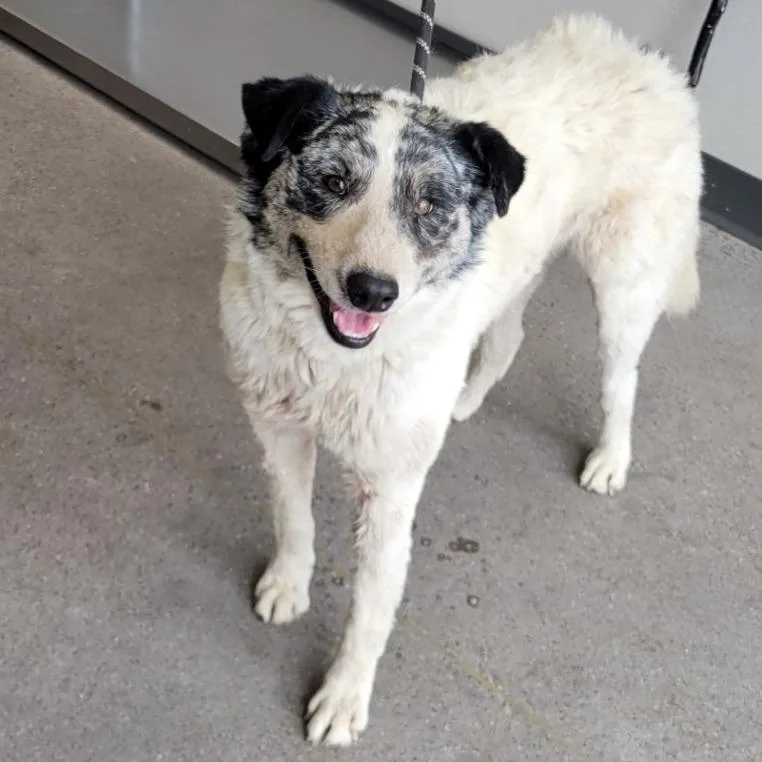An adult medium-sized male White / Cream Mixed Breed dog named Scratch for adoption in Las Cruces, NM