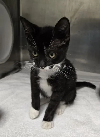 A baby small-sized female Domestic Short Hair cat named Astra for adoption in Gainesville, FL