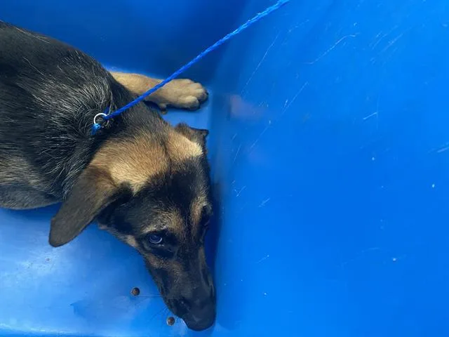 A young large-sized male Mixed Breed dog named Chance for adoption in Dallas, TX