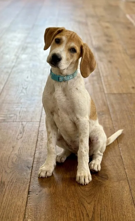 Swift thumbnail 2