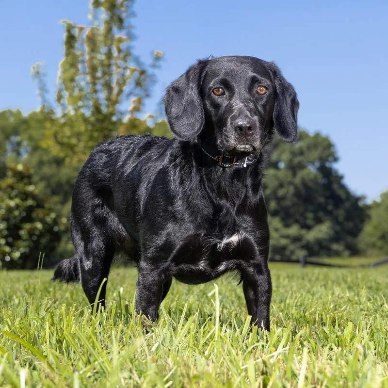 An adult medium-sized female Black Beagle dog named Pinkie Pie for adoption in Franklin, TN