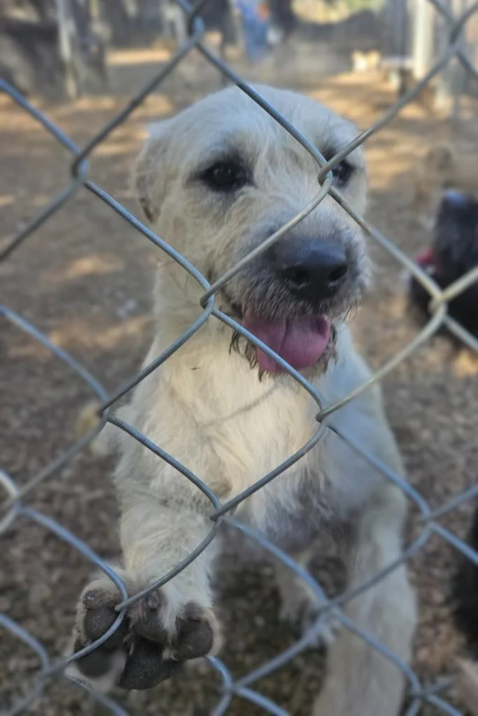 A baby large-sized female Retriever dog named Annie for adoption in Lemoore, CA