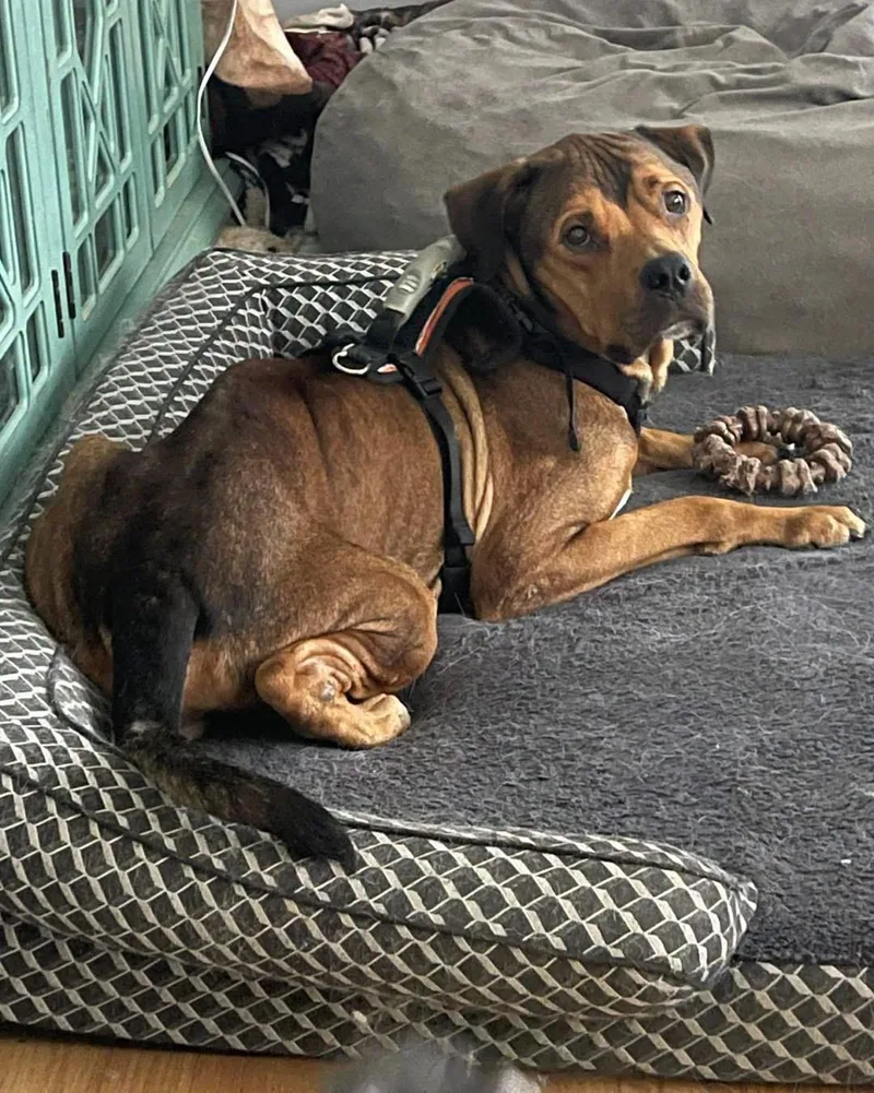 An adult large-sized male Bicolor Rhodesian Ridgeback dog named Scuba Steve for adoption in Mechanicsburg, PA