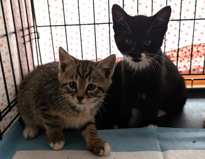 A baby medium-sized male Black & White / Tuxedo Tuxedo cat named January for adoption in Ypsilanti, MI