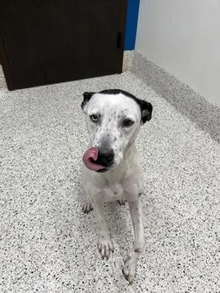 Mamma Mia thumbnail 2