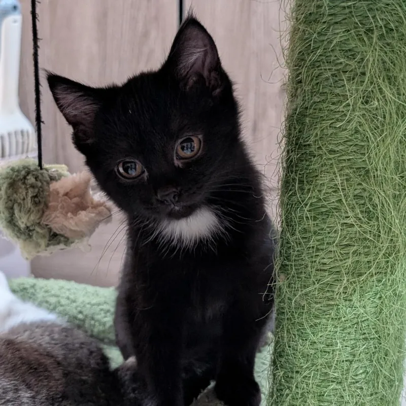 A baby small-sized female Black Domestic Short Hair cat named Speed Limit for adoption in Roselle, IL
