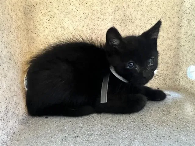 A baby small-sized male Domestic Short Hair cat named Bean for adoption in Lancaster, CA