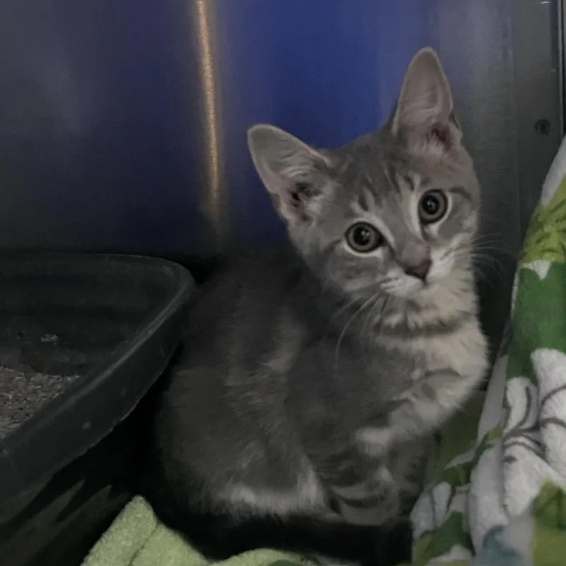 A baby small-sized female Gray / Blue / Silver Domestic Short Hair cat named Honey Bear for adoption in Grand Rapids, MI