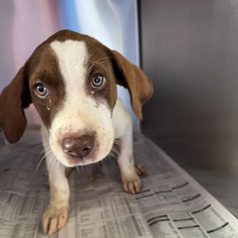 A baby small-sized male Mixed Breed dog named Myers for adoption in Huntsville, AL
