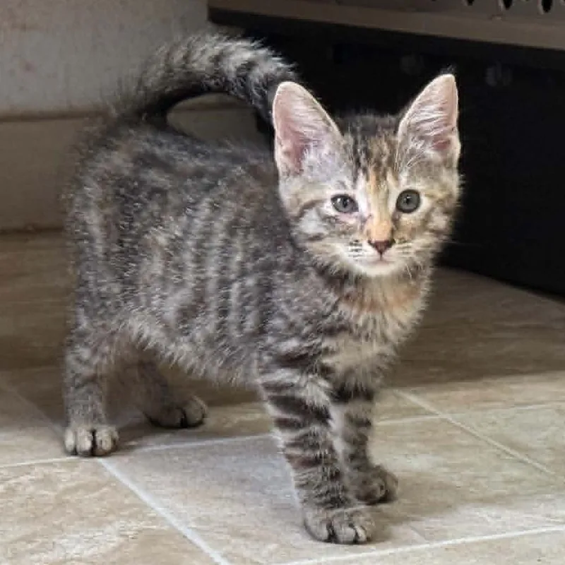 A baby small-sized female Torbie Domestic Short Hair cat named Willow for adoption in Hamilton, GA