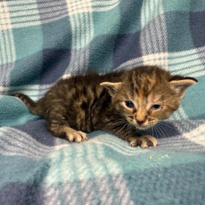 Willow thumbnail 3
