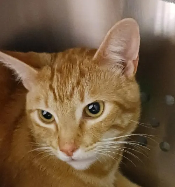 A young medium-sized male Domestic Short Hair cat named Aspen for adoption in Oakland, CA