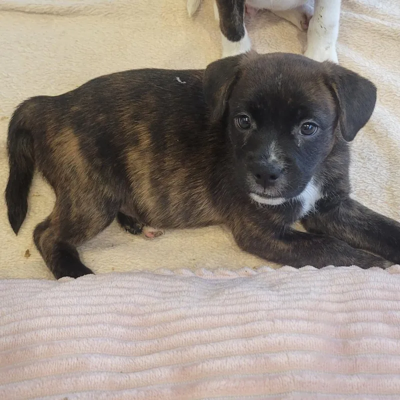 A baby small-sized female Brindle Mixed Breed dog named Ocean for adoption in Abilene, TX