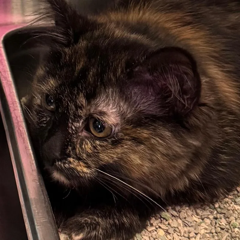 A baby medium-sized female Tortoiseshell Domestic Medium Hair cat named Rosie for adoption in Lakewood, CO