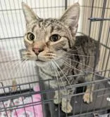 Golden Eyes thumbnail 2