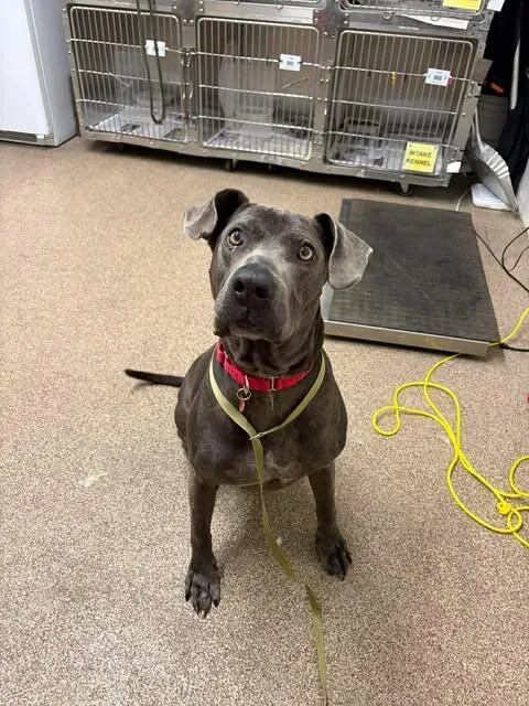 An adult medium-sized male Gray / Blue / Silver Blue Lacy dog named Fred for adoption in Fruit Heights, UT