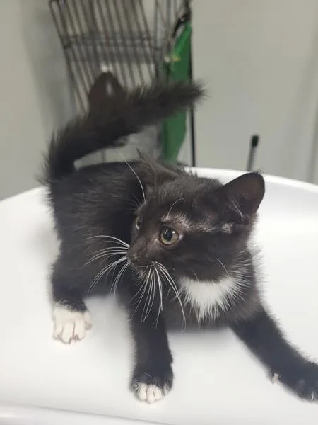 A baby small-sized female Domestic Short Hair cat named Pen Samantha for adoption in Lawrenceville, GA