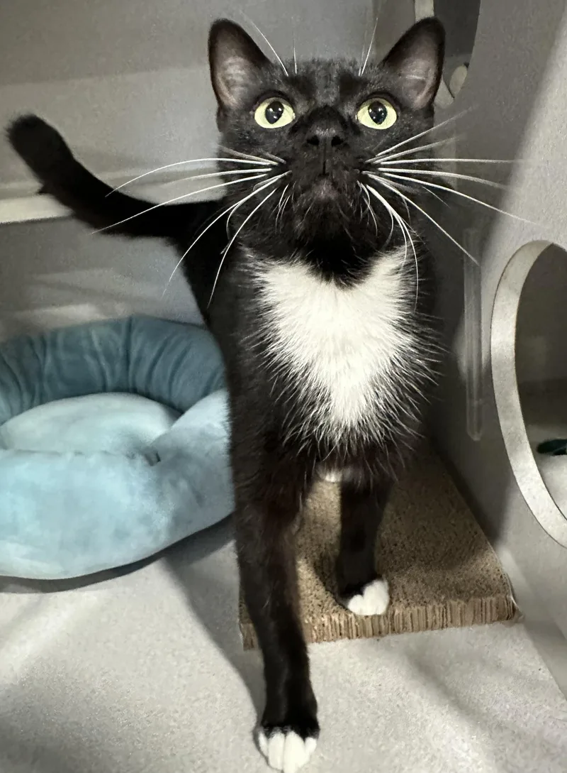 An adult medium-sized female Black & White / Tuxedo Domestic Short Hair cat named Melody for adoption in Webster City, IA
