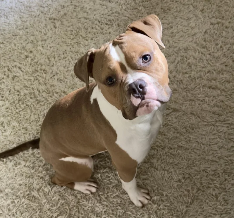 An adult large-sized male American Bulldog dog named Owen for adoption in Roswell, GA