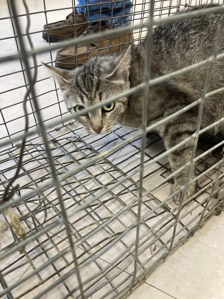 An adult medium-sized male Domestic Short Hair cat named Hi Chew for adoption in Burnsville, NC