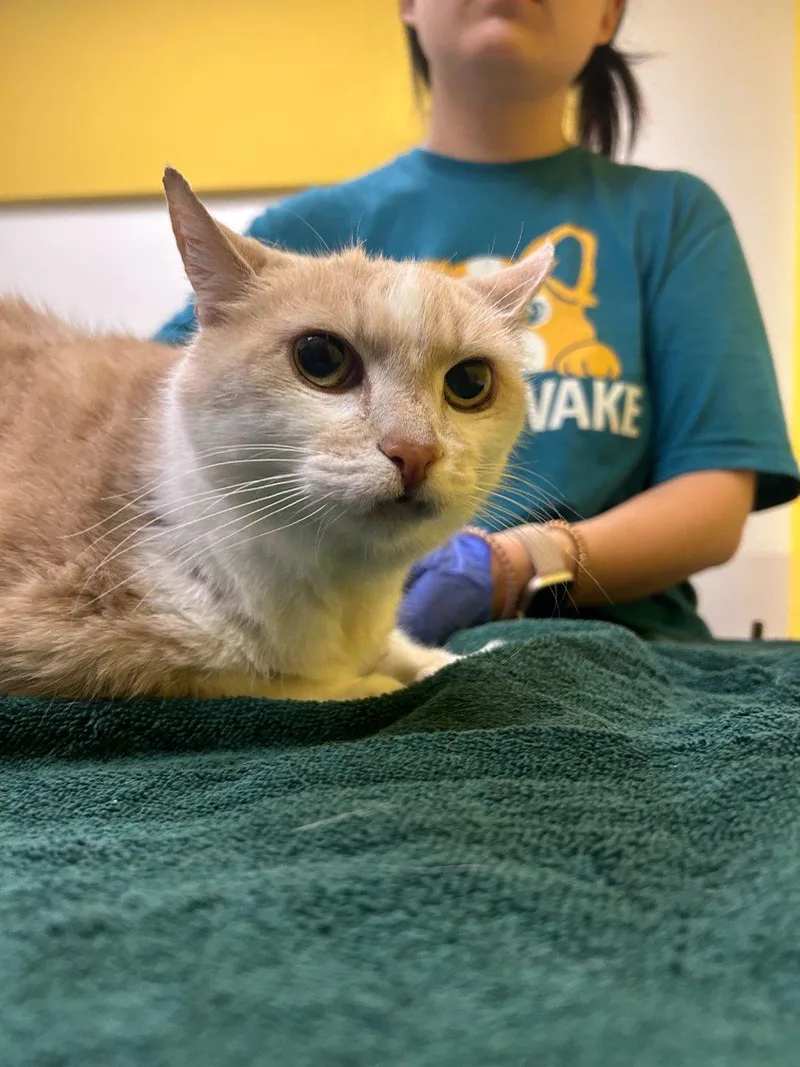 A senior small-sized female Tabby (Buff / Tan / Fawn) Domestic Short Hair cat named Smeesh for adoption in Raleigh, NC