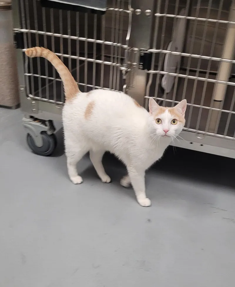 An adult medium-sized male Domestic Short Hair cat named Austin for adoption in North Attleboro, MA