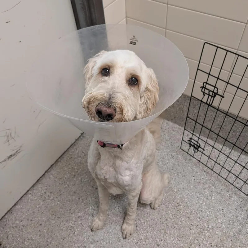 An adult medium-sized male Golden Poodle dog named Finn for adoption in Detroit Lakes, MN