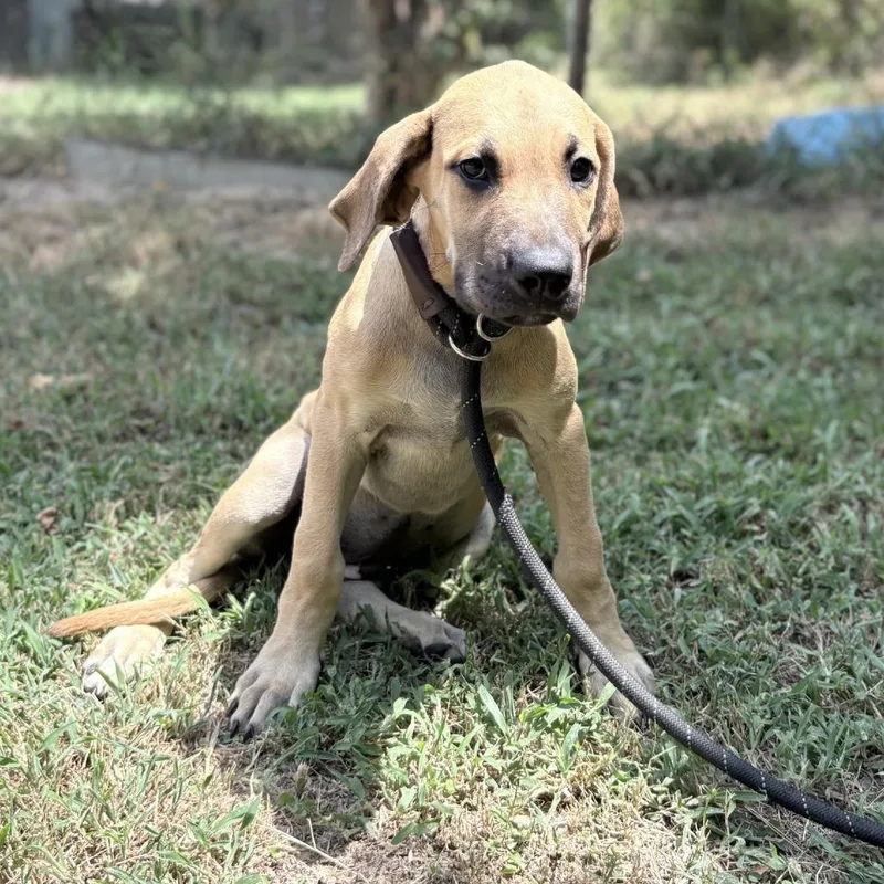 A baby medium-sized female Yellow / Tan / Blond / Fawn Great Dane dog named Annabelle for adoption in Pasadena , MD