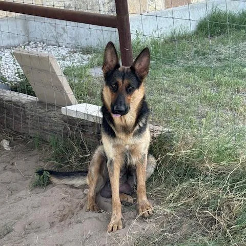 An adult large-sized female Black German Shepherd Dog dog named Daisy for adoption in Floresville, TX