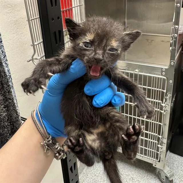 An adult small-sized female Domestic Short Hair cat named A for adoption in Naples, FL