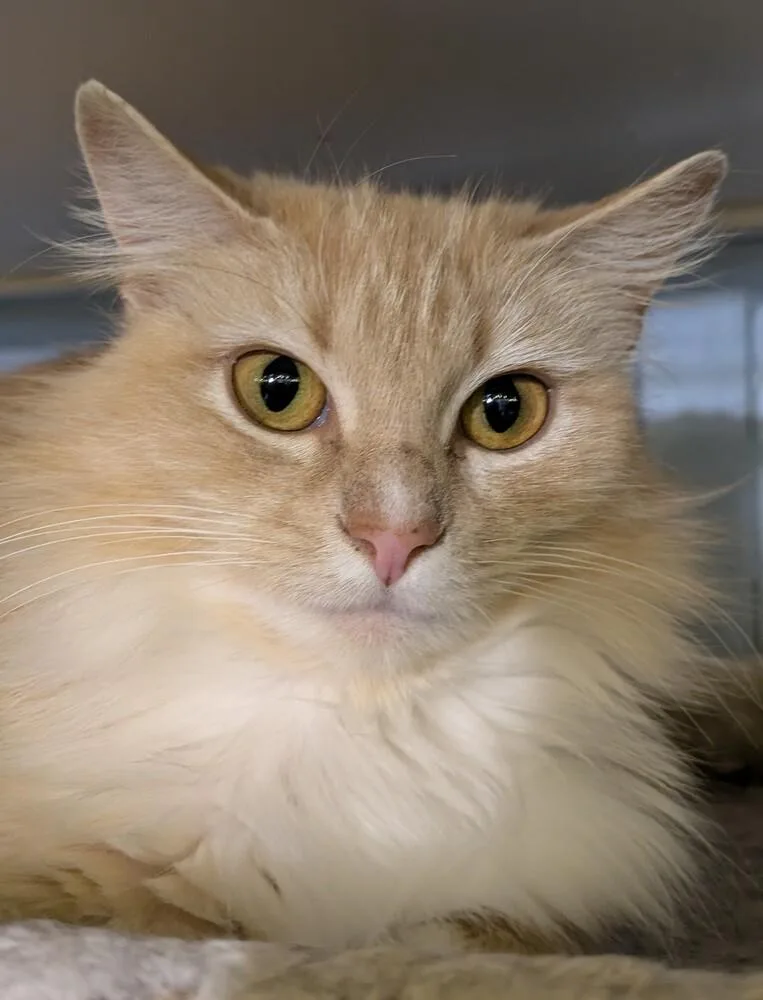 An adult medium-sized female Orange & White Domestic Long Hair cat named Nilla for adoption in Duxbury, MA
