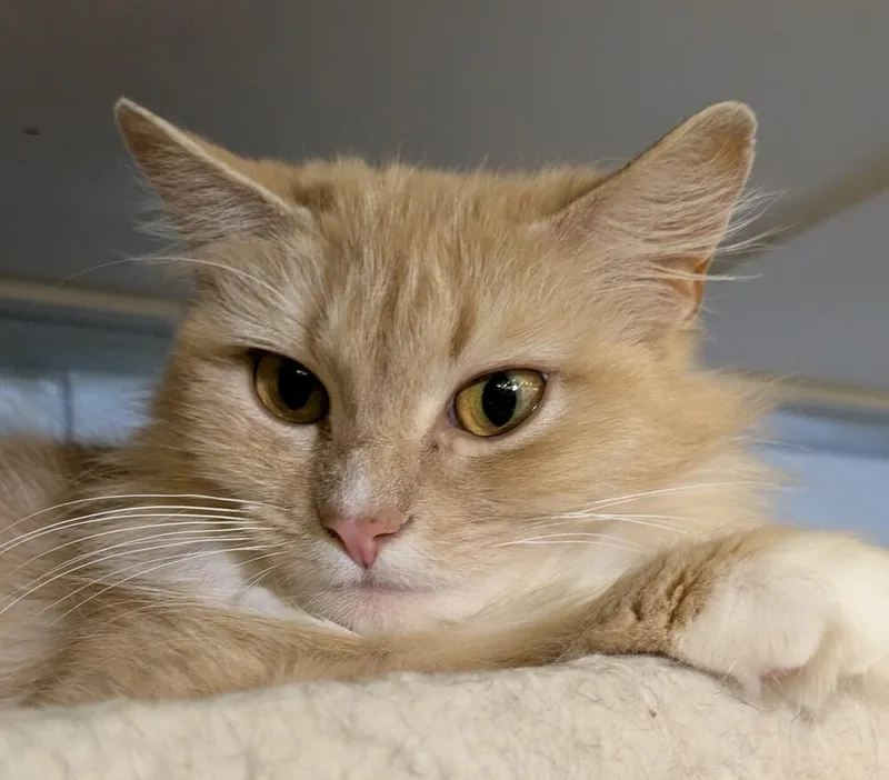 Nilla thumbnail 2