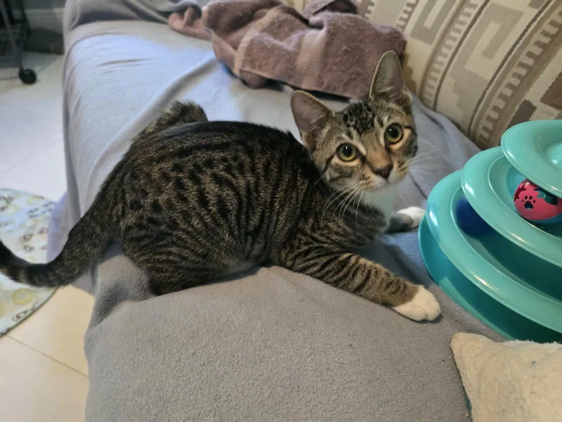A baby medium-sized male Domestic Short Hair cat named Finn for adoption in Lighthouse Point, FL