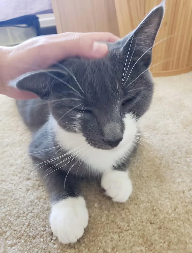 An adult medium-sized female Gray & White Domestic Short Hair cat named Stormy URGENT for adoption in Arlington, VA
