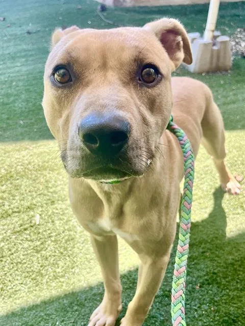 A young medium-sized male Mixed Breed dog named Chase for adoption in Charlotte, NC