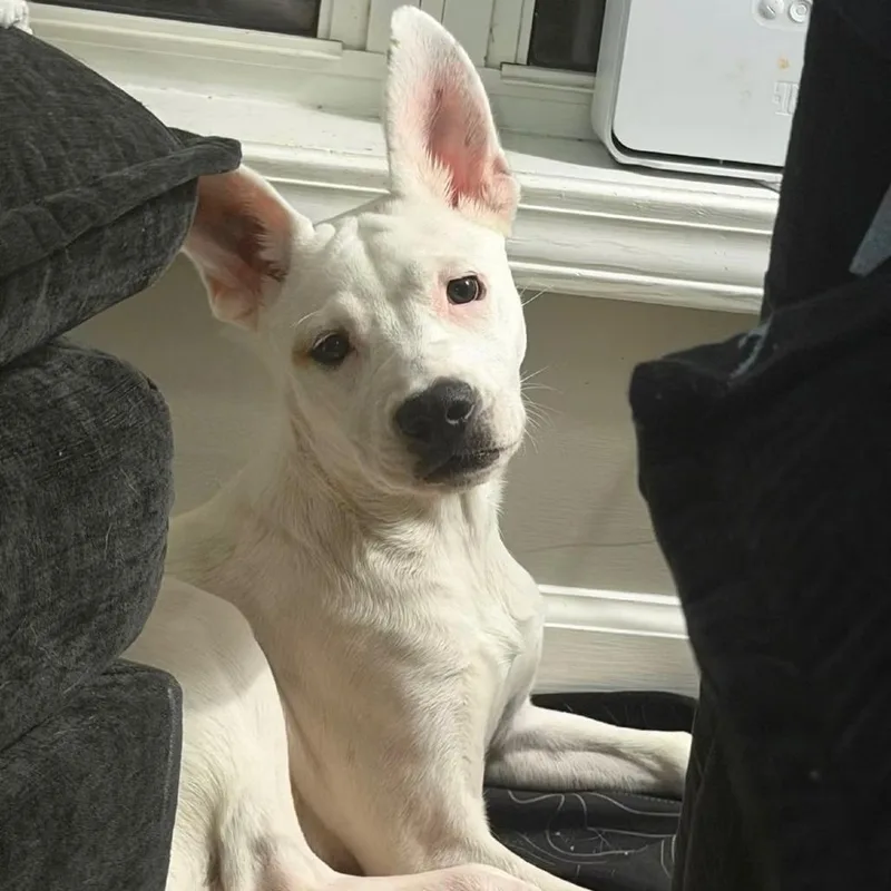 A baby medium-sized female White / Cream Mixed Breed dog named Pluto for adoption in Tupelo, MS