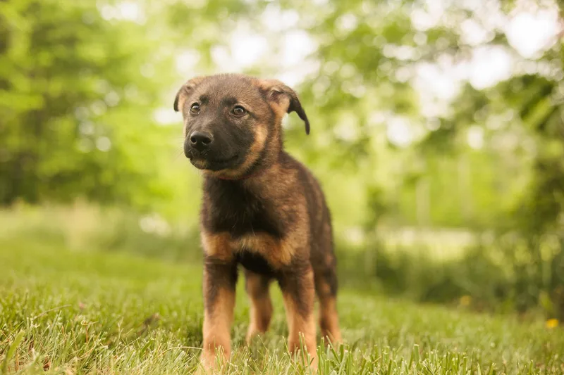 A baby large-sized male German Shepherd Dog dog named Jaxtransport for adoption in Gradyville, KY