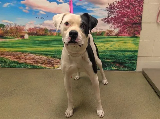 An adult large-sized male Pit Bull Terrier dog named A for adoption in Moreno Valley, CA