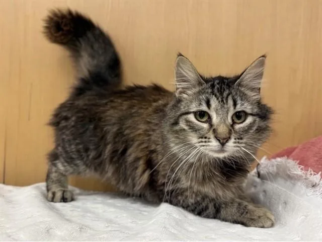 A young medium-sized female Domestic Medium Hair cat named Lia for adoption in Saint Louis, MO