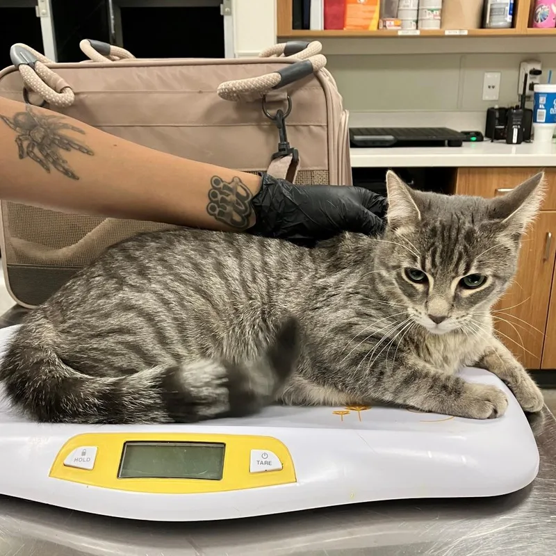 A young large-sized male Gray / Blue / Silver Domestic Short Hair cat named Spirit for adoption in Las Cruces, NM