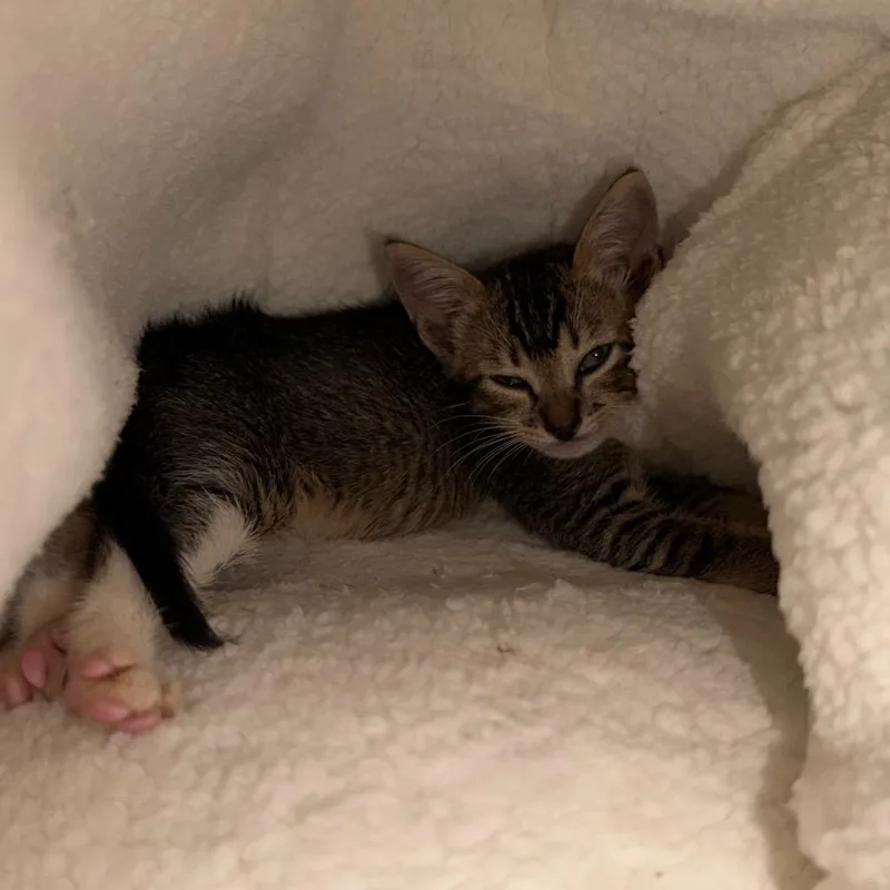 A baby small-sized male Brown / Chocolate Domestic Short Hair cat named Flapjack for adoption in Wahiawa, HI