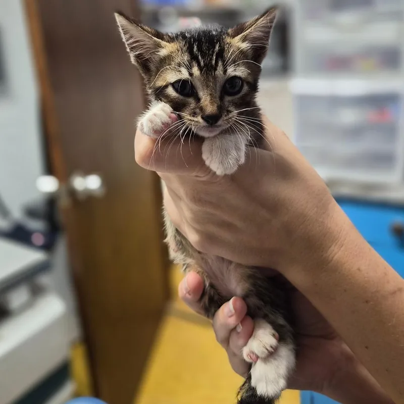 Flapjack thumbnail 2