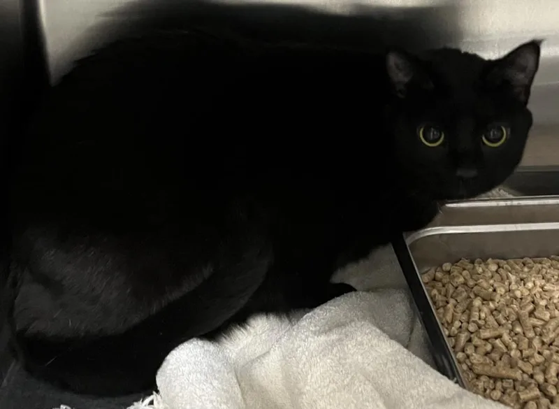 An adult medium-sized female Domestic Short Hair cat named Ruth for adoption in Upper Marlboro, MD