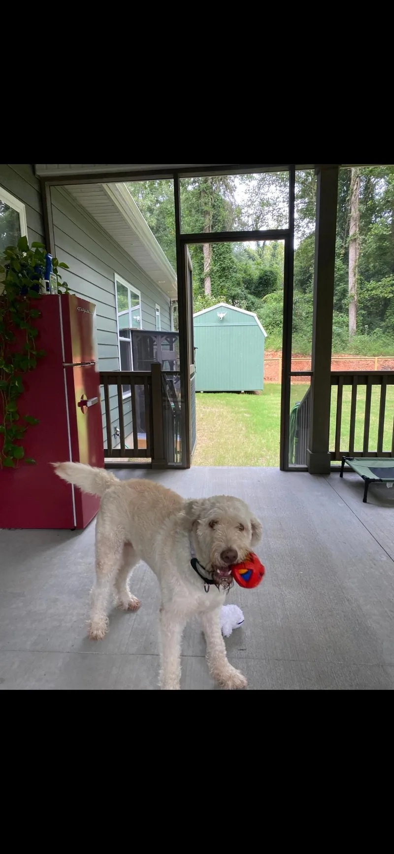 An adult medium-sized female Goldendoodle dog named Lucky for adoption in Hartwell, GA
