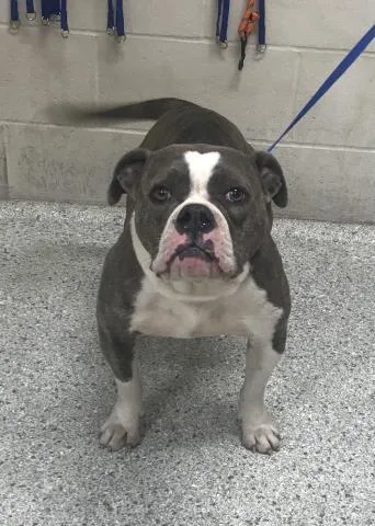 A young medium-sized female English Bulldog dog named Binky for adoption in Conroe, TX