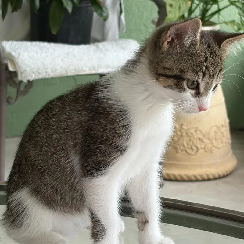 A baby medium-sized male Tabby (Brown / Chocolate) Domestic Short Hair cat named Calf for adoption in Ocala, FL