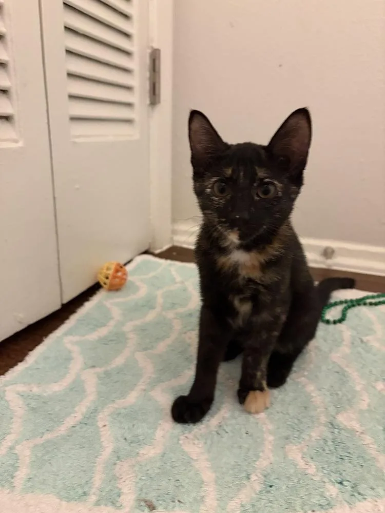 A baby small-sized female Domestic Short Hair cat named Rowdy Penny for adoption in Dallas, TX